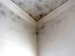 Trusted New Oxford, PA Mold Inspection Experts